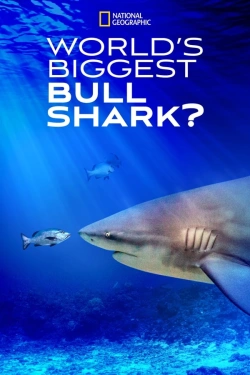 World's Biggest Bull Shark? (2021) - Subtitrat in Romana
